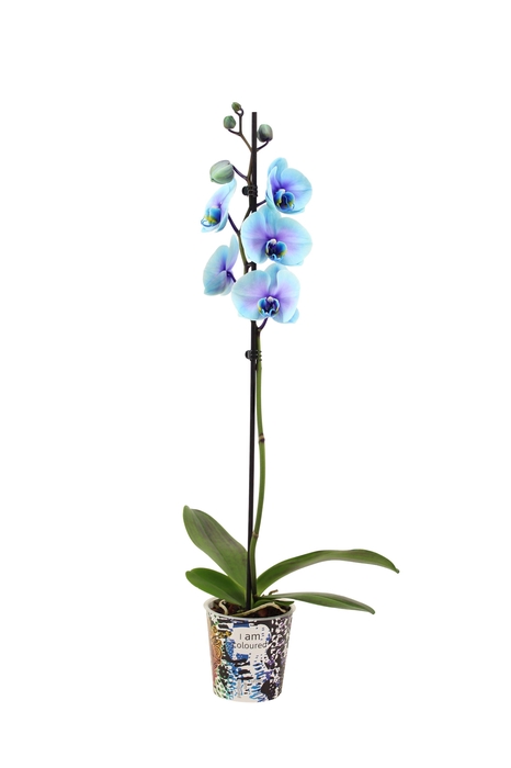 <h4>Potcover I Am Coloured Phal I Am Blue Lagoon 1T9+(24r levertijd</h4>