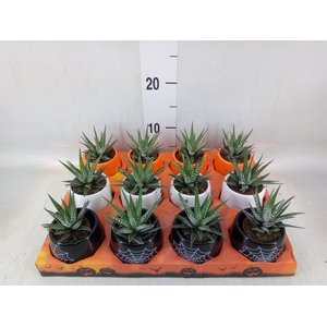 Haworthia fasciata 'Big Band'