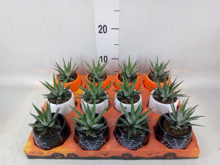 <h4>Haworthia fasciata 'Big Band'</h4>