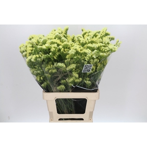 Limonium Statice Crystal Yellow