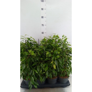Ficus benja. 'Anastasia'