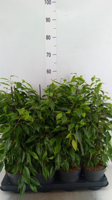 <h4>Ficus benja. 'Anastasia'</h4>