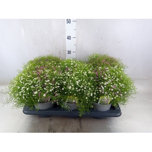 Gypsophila pacifica