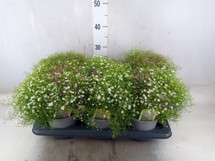 <h4>Gypsophila pacifica</h4>