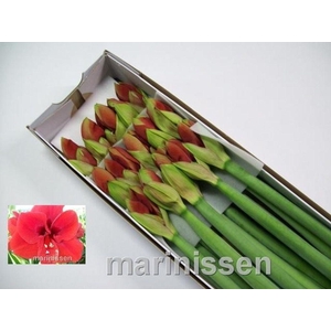 Hippeastrum ferrari