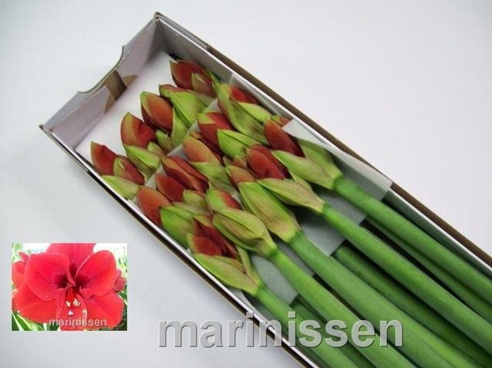 <h4>Hippeastrum ferrari</h4>