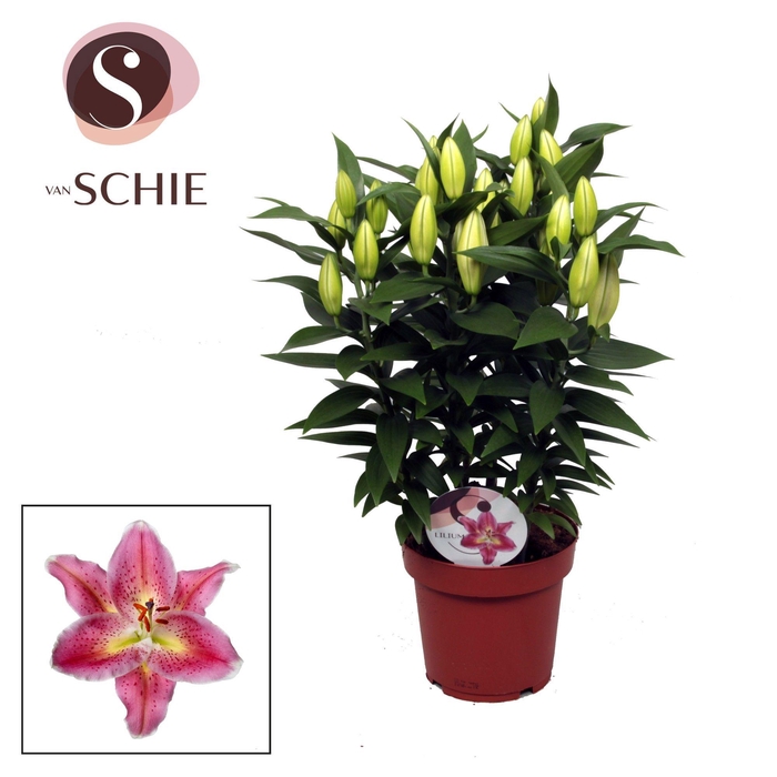 <h4>Lilium Or Reeleeze 19cm</h4>