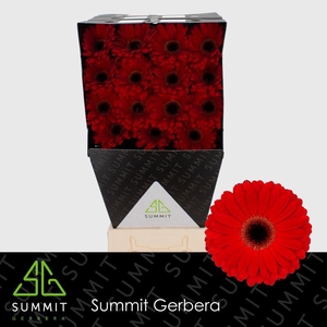 Gerbera Centurion Diamond