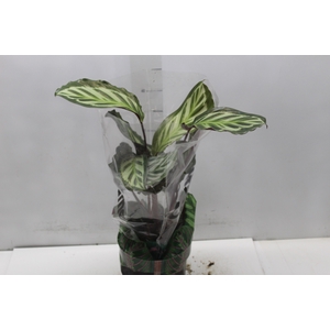 CALATHEA CORA P17