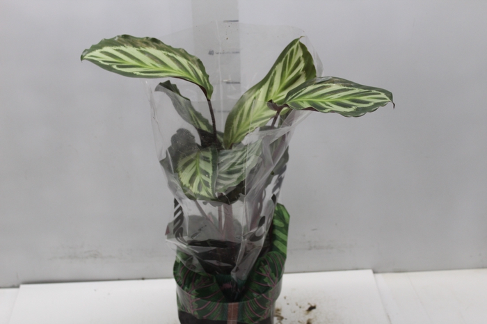<h4>CALATHEA CORA P17</h4>