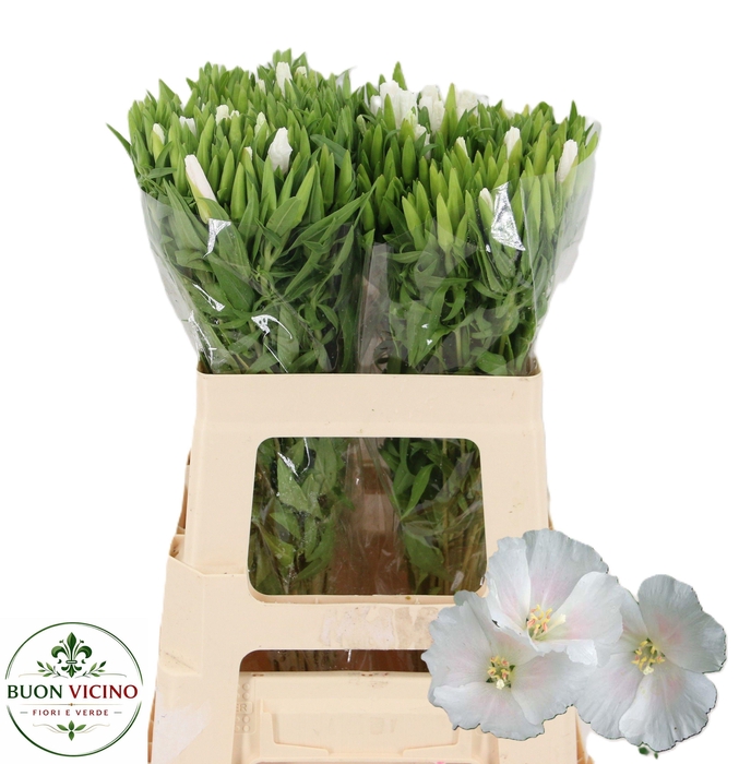 <h4>CLARKIA AM GR WHITE</h4>