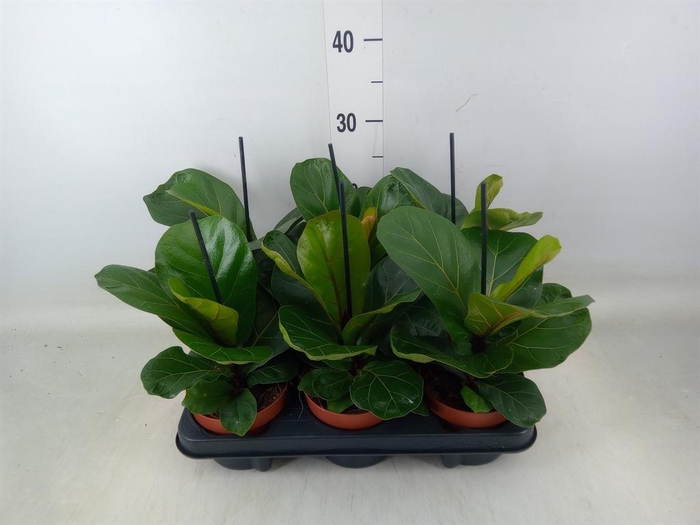 <h4>Ficus lyrata 'Bambino'</h4>