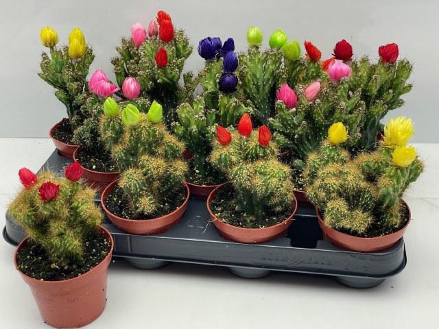 <h4>CACTUS VERSIERD</h4>