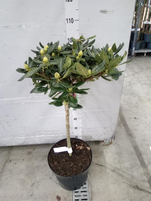 <h4>Rhododendron   ...</h4>