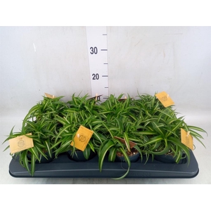 Chlorophytum com. 'Bonnie'