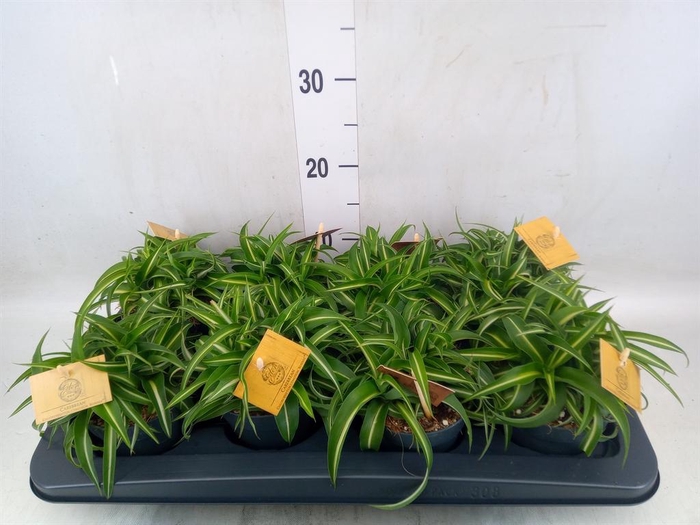 <h4>Chlorophytum com. 'Bonnie'</h4>