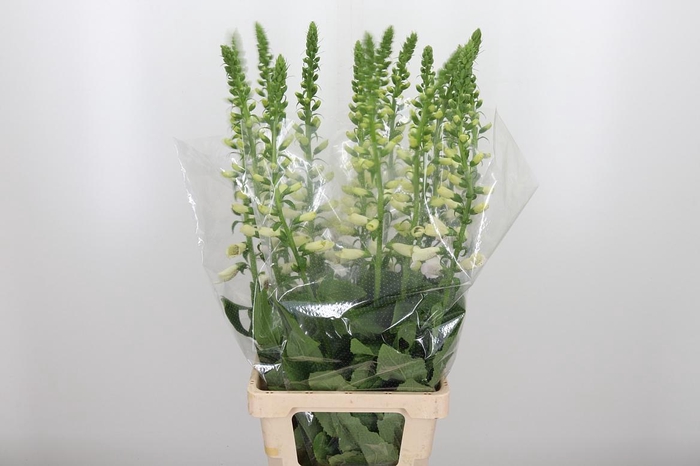 <h4>Digitalis</h4>
