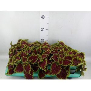 Plectranthus col. 'MSt Bourbon Str'