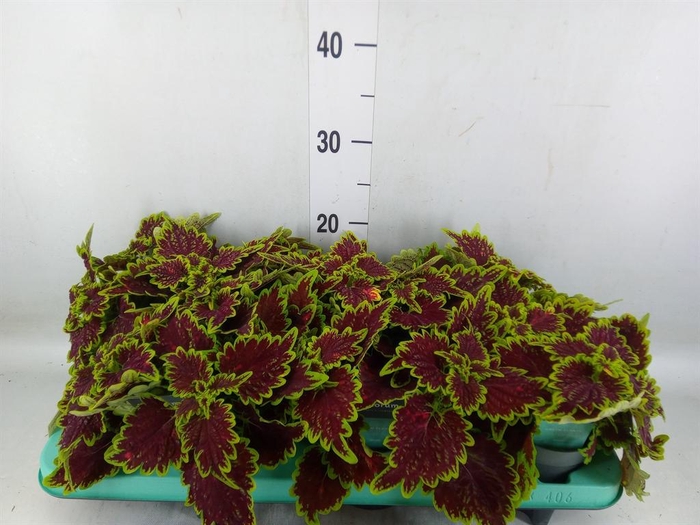 <h4>Plectranthus col. 'MSt Bourbon Str'</h4>