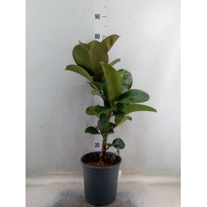 Ficus elastica 'Cloe'