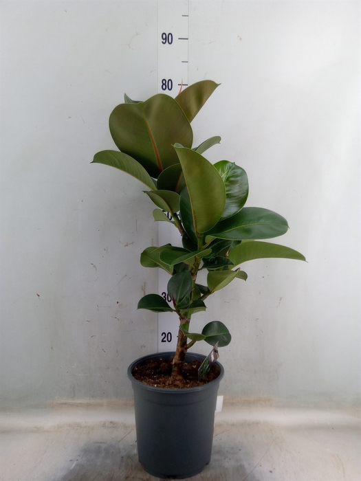<h4>Ficus elastica 'Cloe'</h4>