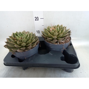 Echeveria   ...not flowering