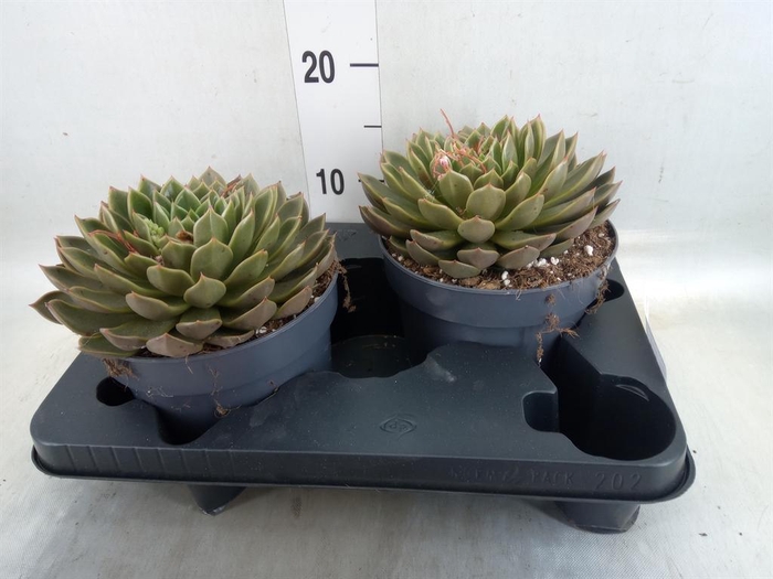 <h4>Echeveria   ...not flowering</h4>