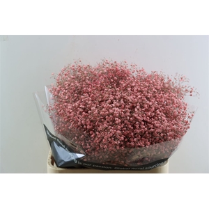 Gyps Grof Pink (dip)