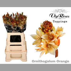 ORNIT MOUNT FUJI ORANGE