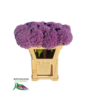 Allium Globemaster