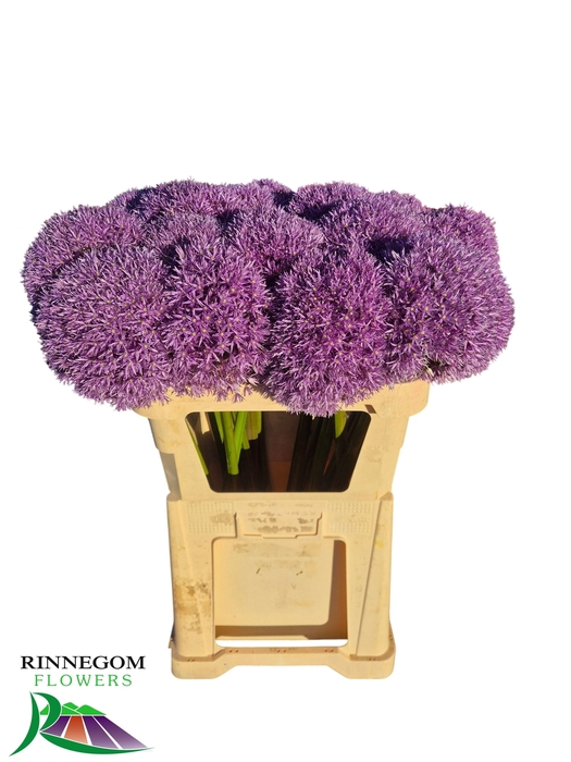 <h4>Allium Globemaster</h4>