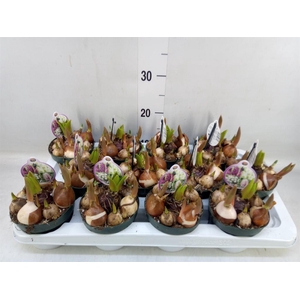 Bolbloemen   ...mix in pot