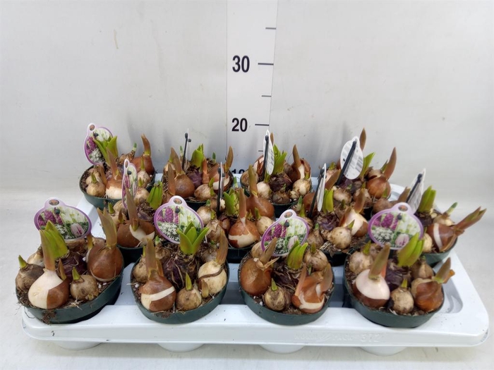 <h4>Bolbloemen   ...mix in pot</h4>