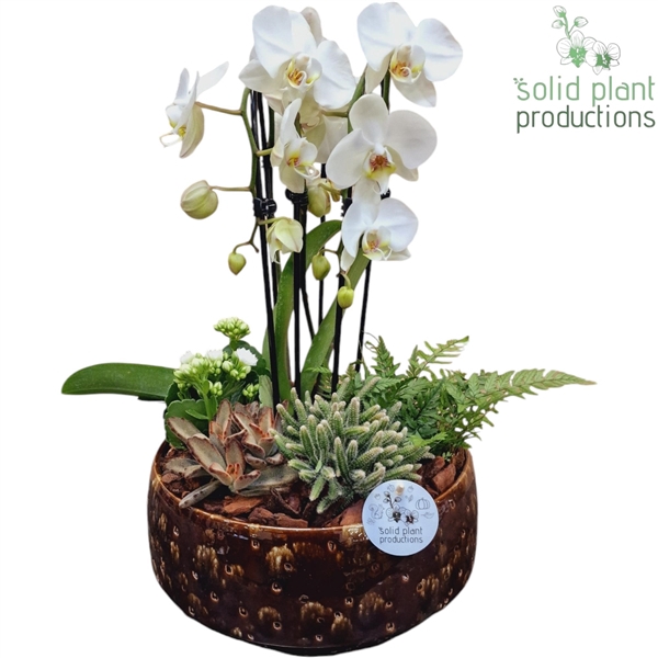 <h4>PH107 Sophia Brown Cascade</h4>