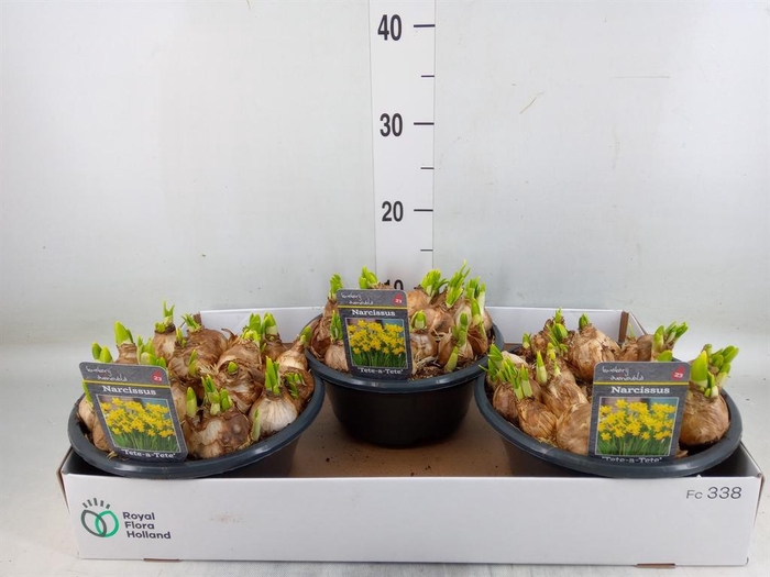 <h4>Narcissus  'Tete a tete'</h4>