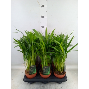 Dypsis lutescens   ...Chrysalidoca