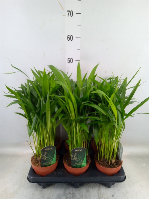 <h4>Dypsis lutescens   ...Chrysalidoca</h4>