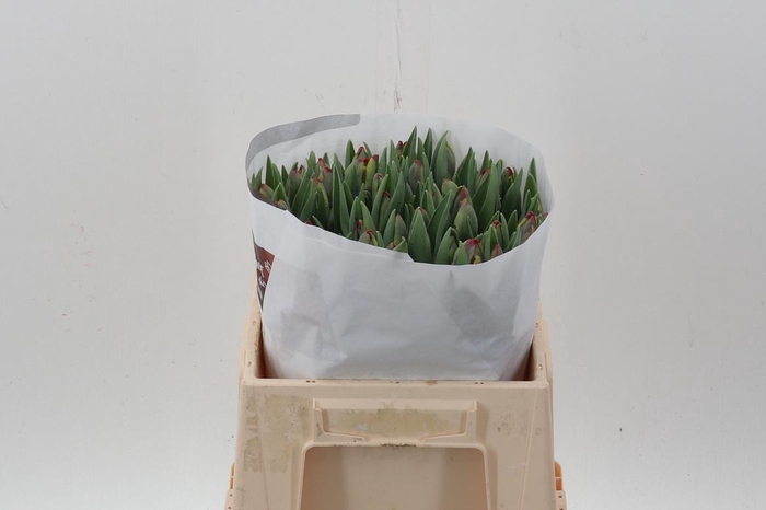 <h4>Tu Pa Rasta Parrot</h4>