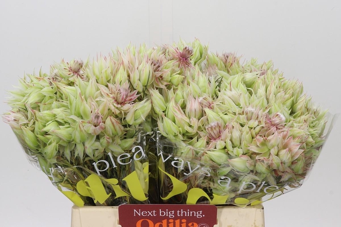 <h4>Blushing Bride 6/9 Flowers</h4>