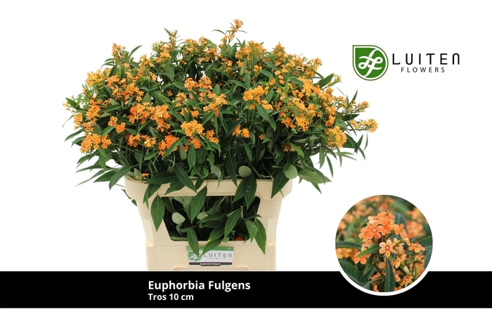 <h4>EUPH F T SUNSTREAM</h4>