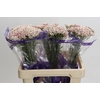 Ozothamnus Cooks Tall Pink