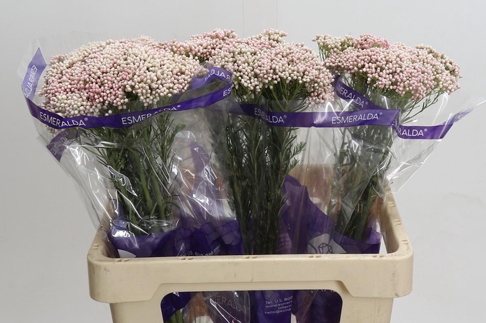 <h4>Ozothamnus Cooks Pink</h4>