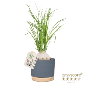 BEAUCARNEA RECURVATA P12