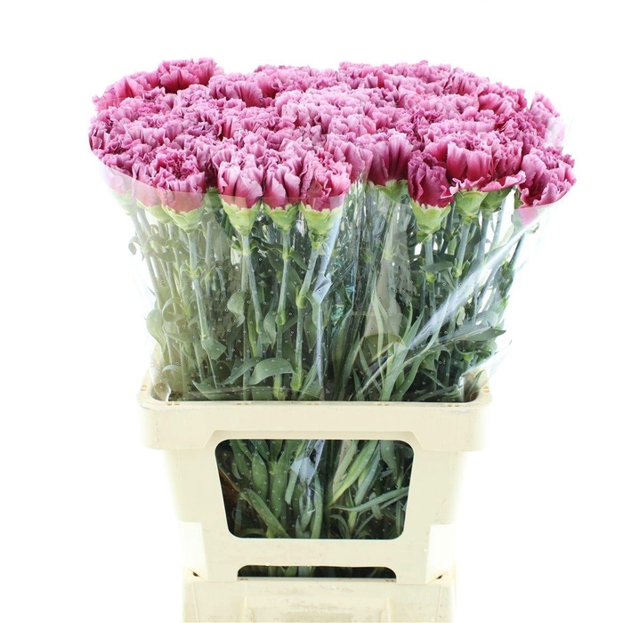 <h4>DI ST ANTIGUA</h4>