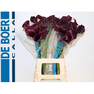 Calla Odessa