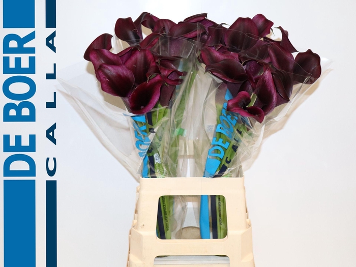 <h4>Calla Odessa</h4>