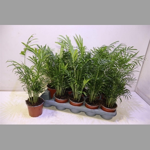 Chamaed Elegans