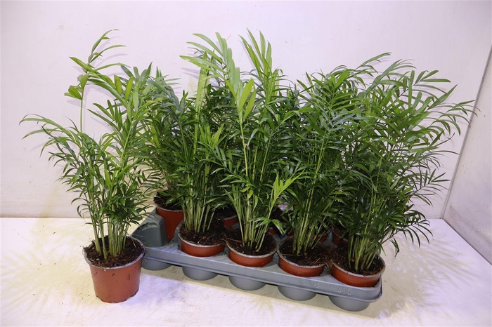 Chamaed Elegans