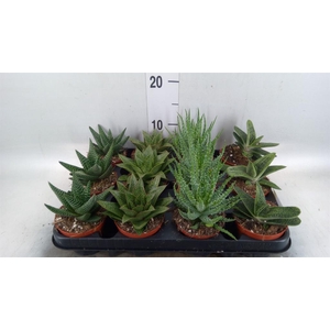 Aloe   ...mix