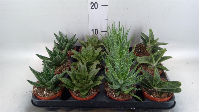 <h4>Aloe ...mix</h4>